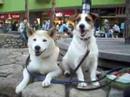 Shiba & JRT v116 ????????? ??  ?????????