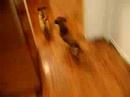 Chico and Samy playing and runing