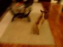 Chico and Samy playing and runing