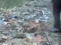 bino e beno em brasilia e goias parte 8
