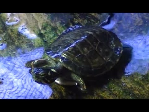 how to care tortoise pet in home