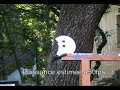 Airsoft Sniper PSG-1 Tokyo Marui test fire on CD!!! Airsoft Sniper PSG-1 Tokyo Marui test fire on CD!!!