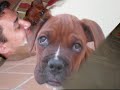 jagger cachorro 0001