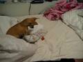 Chihuahua puppy plays soccer