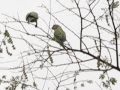 Affectionate Plum Headed Parakeet ( Psittacula Cyanocephala ) pair - NTR gardens, Hyderabad