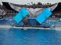 San Diego Sea World シャチ大暴れ