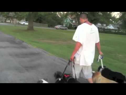 how to decide to euthanize an aggressive dog