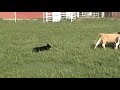 Bocephus (Bo) working calves part 2