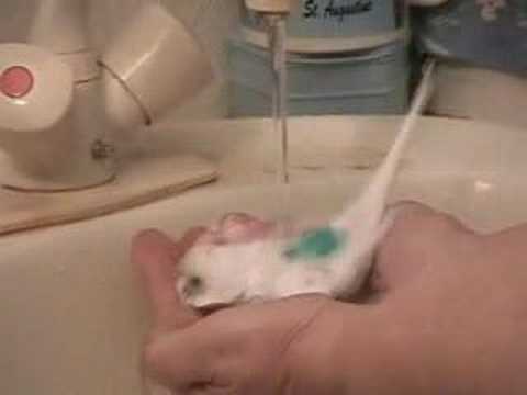 Sweet Pea Takes a Bath