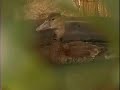 The Birds of Primarily Primates The Birds of Primarily Primates