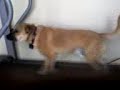 Charlie loves exercising! Charlie loves exercising!