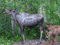 MOOSE ON THE LOOSE PT 1