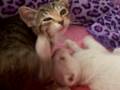 videos de Bella vs. Shasta Round 2