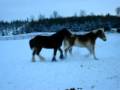 My Clydesdale playing with my Belgian