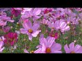 WSU Students Design and Build Display Garden