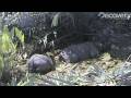 Rare Javan Rhinos Filmed