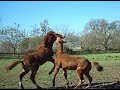 Rough Play - two weanling colts play hard Rough Play - two weanling colts play hard