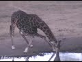 An Africam Affair