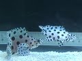 Panther Grouper.MPG Panther Grouper.MPG