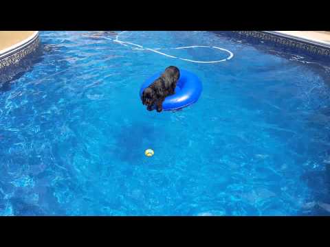 Play YouTube video