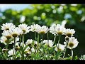 Summerscent