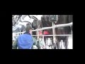 Marking Cows for Injection