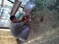 La ONZA mama chiches de chiva de la capilla gto part 1
