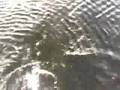 Vis video