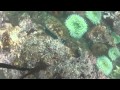 Vandamme State Park - Abalone Diving - YouTube