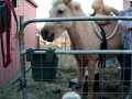 Charm, Icelandic Horse, and Teddy Charm, Icelandic Horse, and Teddy
