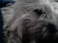 My Dog Is Chewbacca!