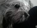 My Dog Is Chewbacca!