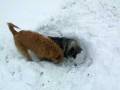 videos de Casey dig 10.AVI