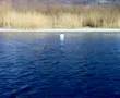 videos de Feriolo e la pescata trascendentale