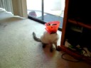 Special Olympics Kitty