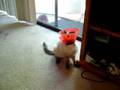 Special Olympics Kitty