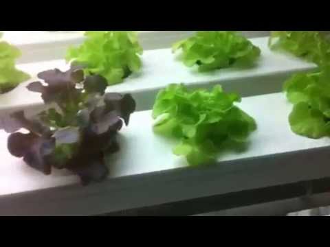 how to grow nft