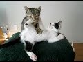 Gato experto dando masajes terapéuticos