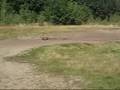 videos de hummer en marder