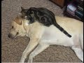 Cheezburger : Kitten and Doggie Love