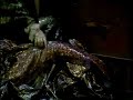 Heroic Masculinity in Wagner's Das Rheingold