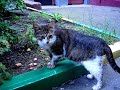 Покормите бездомных кошек!