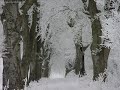 Zima - Winter