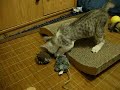 Kitten playing with.. unfitting music