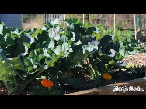 how to start your own vegetable patch