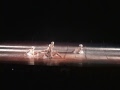 CORTO SUITE RAMIRO