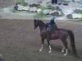 US Half-Arabian English Pleasure AOTR 18-39 Section B