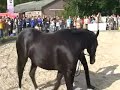 Paarden Begrijpen - Horse Event - Longeren (deel 3)