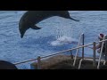 Dolphin Show @Ushaka Marine World - 2