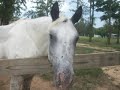 My Barrel Horse Kiss
